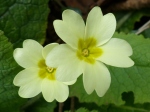 Primrose thrumb flower (primula vulgaris)