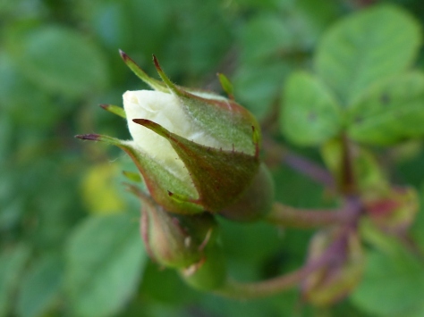 Field Rose buds (Rosa arvensis)