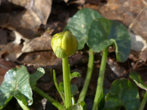 Lesser Celandine seedling (Ranunculus ficaria)