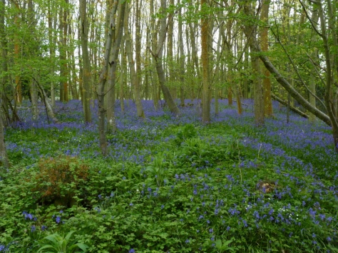 Bluebell woodland (Hyacinthoides non-scripta)