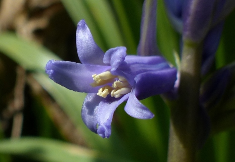 Bluebell flowers (Hyacinthoides non-scripta)
