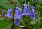 Bluebell flowers (Hyacinthoides non-scripta)