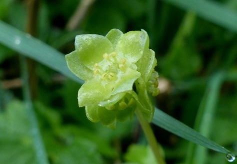 Town Hall Clock flowers (Adoxa moschatellina)