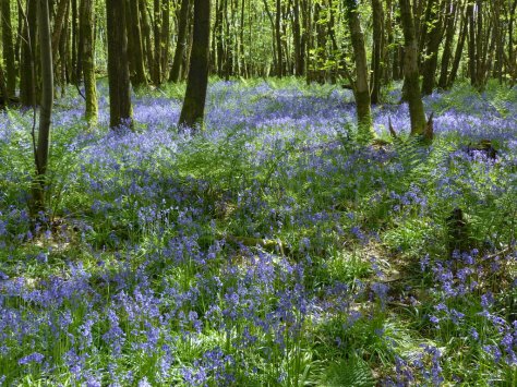 Bluebell woods (Hyacinthoides non-scripta)