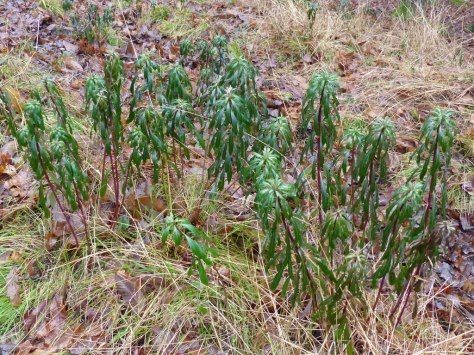 Wood Spurge (Euphorbia amygdaloides)
