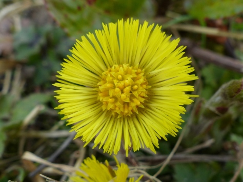 Coltsfoot flower (Tussilago farfara)