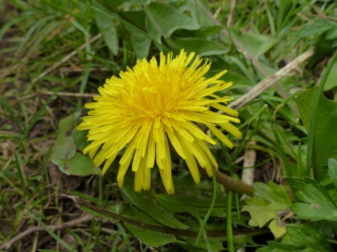 Dandelion (Taraxacum spp.)