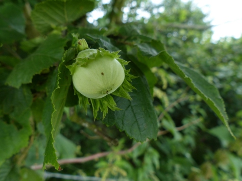 Hazelnut fruit (Corylus avellana)