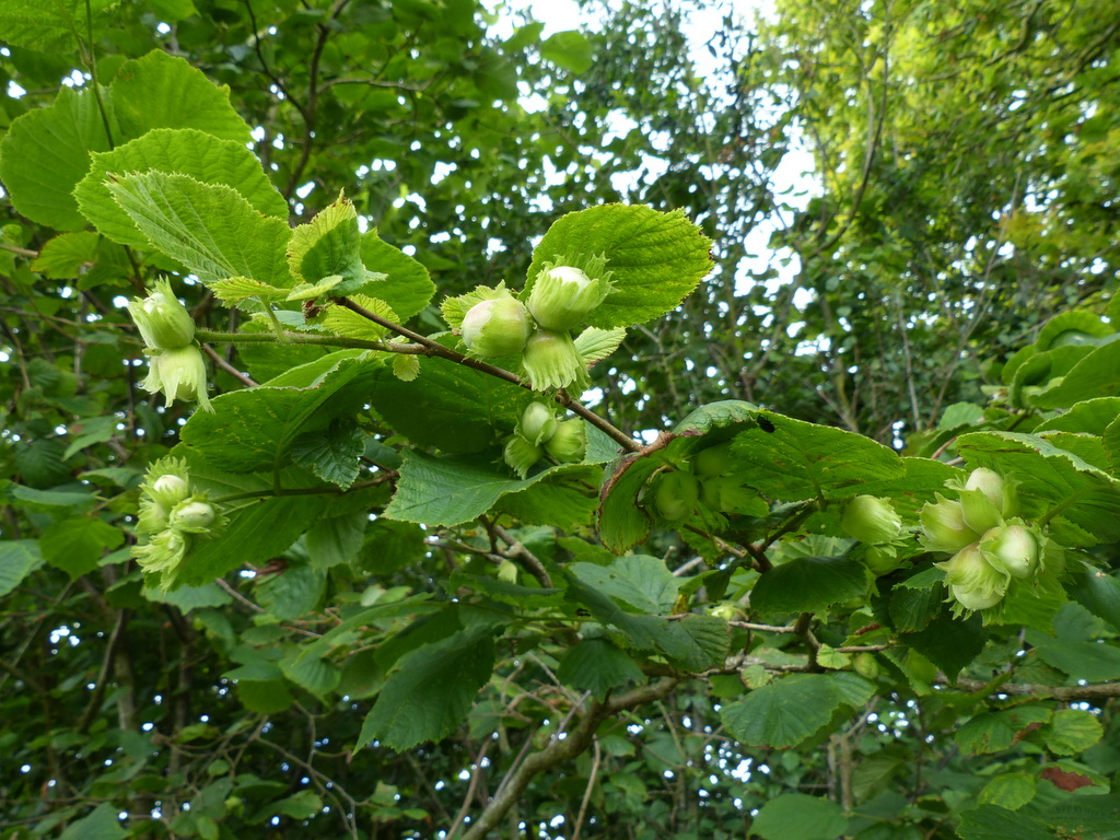 Как цветет фундук орех фото дерева и листьев