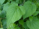 Hedge Woundwort (Stachys sylvatica)